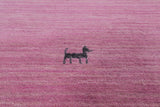 Pink Square Persian Gabbeh Hand Knotted Wool Rug - 10' 0" X 10' 0" - Golden Nile